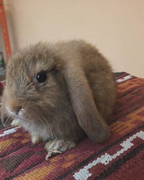 Pure bred Holland Lop 8