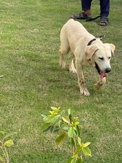 British Labrador male for sale