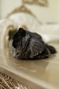 pershin cat