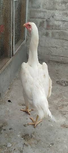 white Shamo female