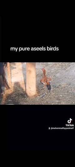 my pure aseels birds for sale