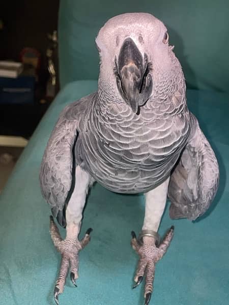 Hand tamed african gray 1