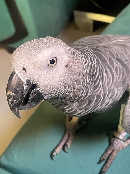 Hand tamed african gray 2