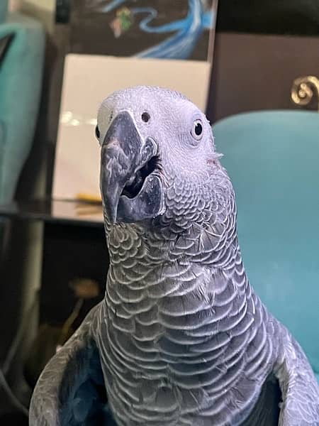 Hand tamed african gray 4