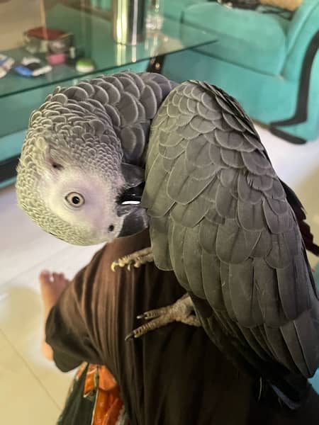 Hand tamed african gray 10