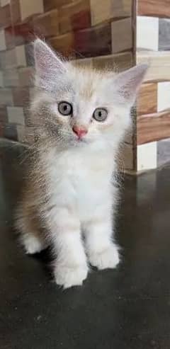 male kitten