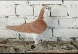 Sherazi Kabootar Male Fancy Pigeon 03431683430