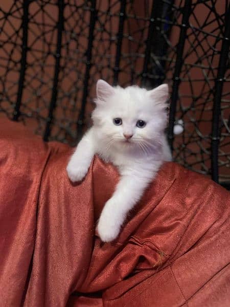 Persian kittens and cats available Whatsapp Number 03257190302 2