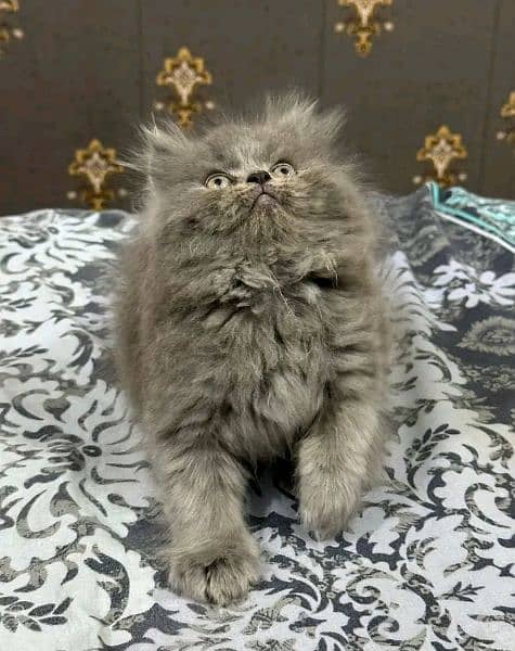 PERSIAN KITTEN FOR SALE ONLY 1