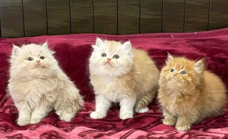 PERSIAN KITTEN FOR SALE ONLY 3