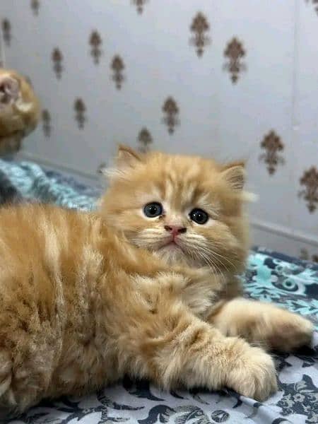 PERSIAN KITTEN FOR SALE ONLY 4