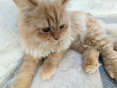 Brown Male Persian Cat