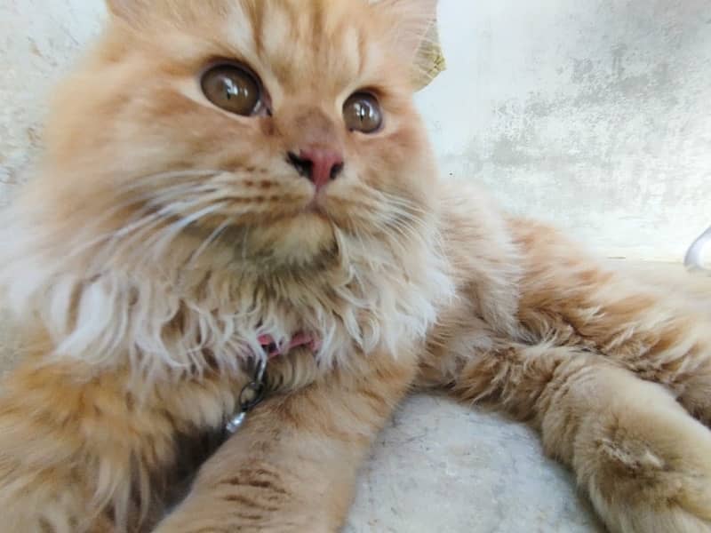 Brown Male Persian Cat 1