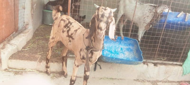 Bakra for sell 1