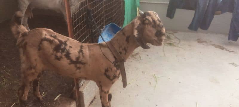 Bakra for sell 2