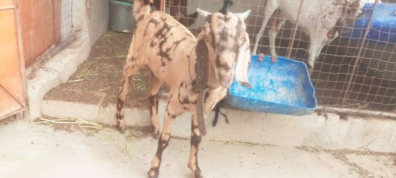 Bakra for sell 6