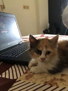 Persian semi punch face female kitten