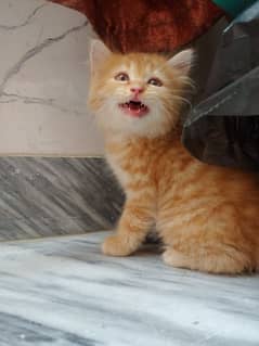 iam selling my beautiful and playful kitten