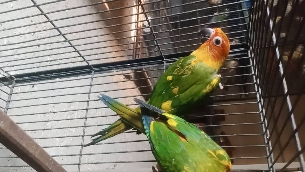 Sunconure Dna pair With Fresh Dna Cards 0