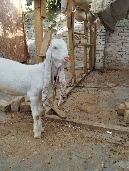 gulabi female kid 2