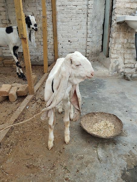 gulabi female kid 5