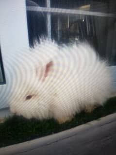 English Angora