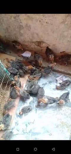 chicks for sale all are quality full vaccinated