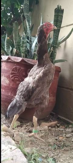 blue king oh shamo bredar female for sale Whatsapp 03024942660