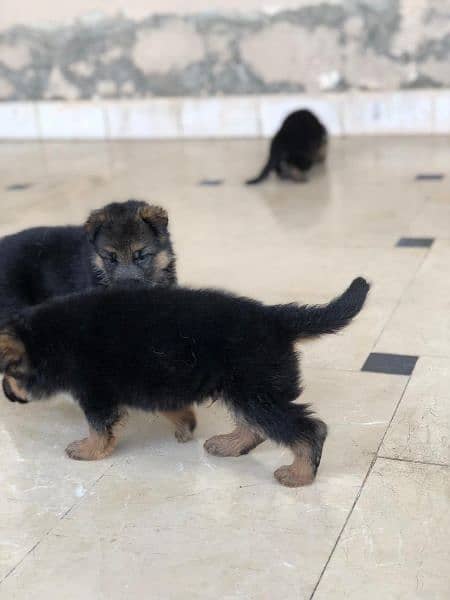 German shepherd puppies double court age ak month 5