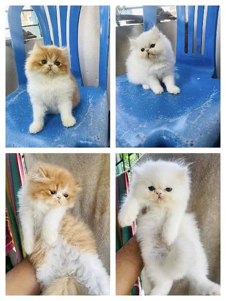 Adorable Kittens | Persian Kitten | Peke Kitten 1