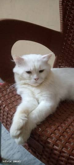 pershion white male cat