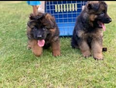 German shepherd puppy