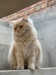 Triple coated Cats Brown white and dark brown white