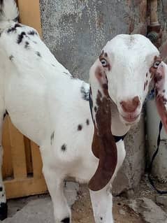 3 month age goat for sale