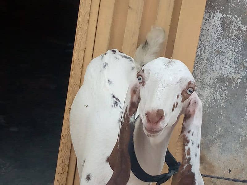 3 month age goat for sale 1