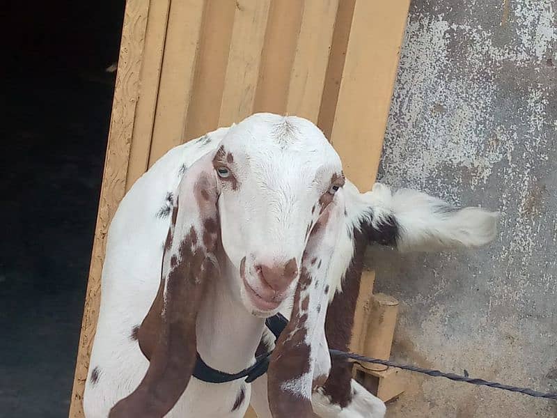 3 month age goat for sale 2