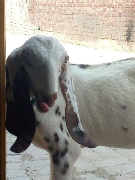 3 month age goat for sale 3