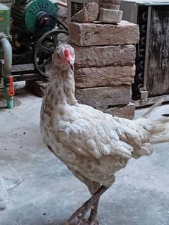 Aseel Murgi With 7 Chicks For Sale