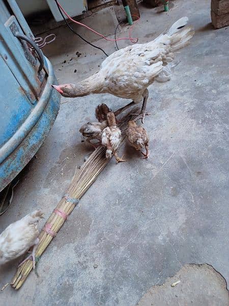 Aseel Murgi With 7 Chicks For Sale 1
