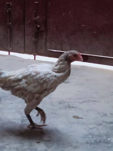 Aseel Murgi With 7 Chicks For Sale 4