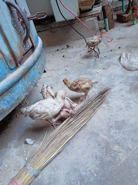 Aseel Murgi With 7 Chicks For Sale 5