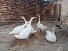 White Ducks with 3 ducklin سفید بطخ کا جوڑا بمعہ 3 بچے