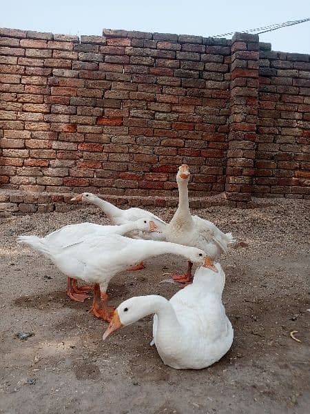 White Ducks with 3 ducklin سفید بطخ کا جوڑا بمعہ 3 بچے 1