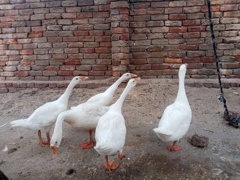 White Ducks with 3 ducklin سفید بطخ کا جوڑا بمعہ 3 بچے 2