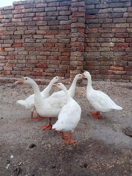 White Ducks with 3 ducklin سفید بطخ کا جوڑا بمعہ 3 بچے 3