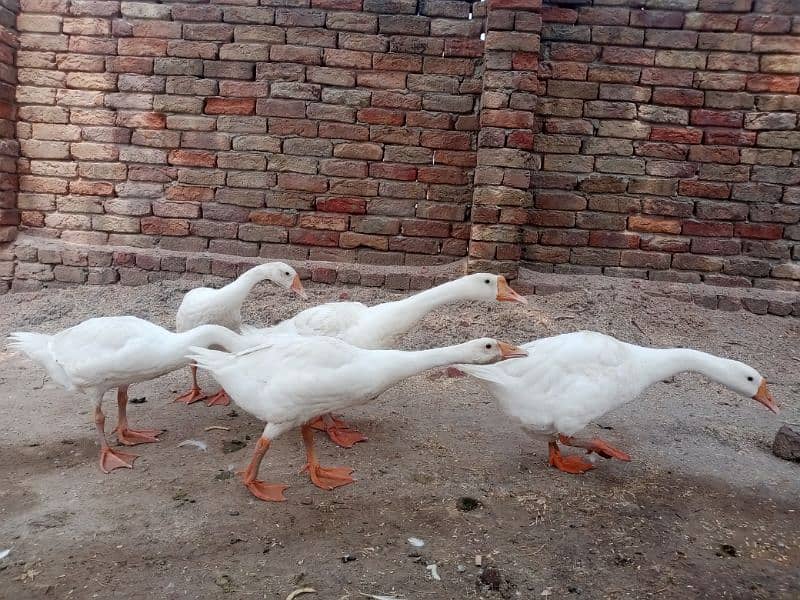 White Ducks with 3 ducklin سفید بطخ کا جوڑا بمعہ 3 بچے 4