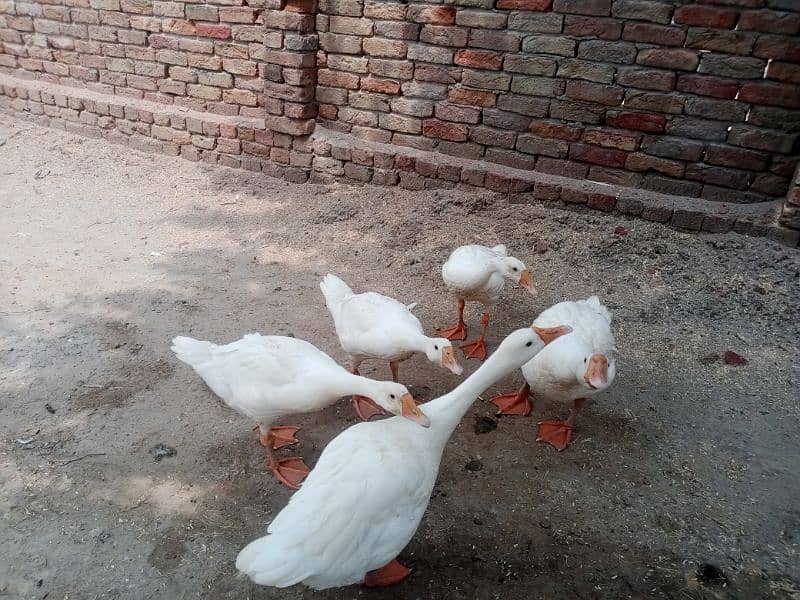 White Ducks with 3 ducklin سفید بطخ کا جوڑا بمعہ 3 بچے 5