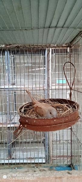 Red dove breeder pairs with egg and chicks 1