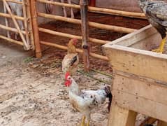 Misri rooster for sale. .