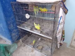 4 Pairs of Parrots & Cage for Sale.